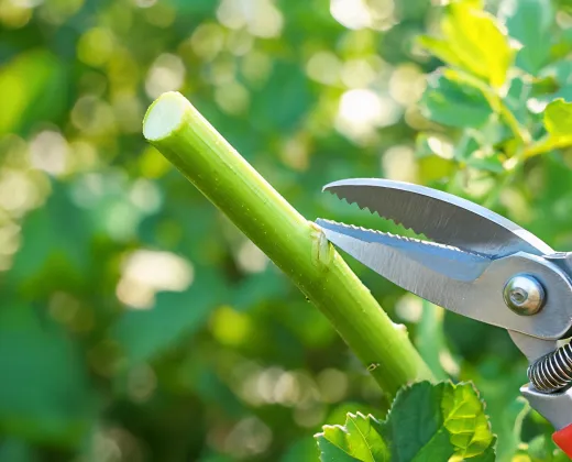 Clean garden stem after Felco guidance