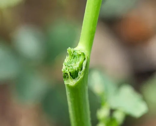 Crushed garden stem before tool guidance
